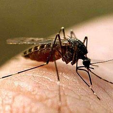 Постоялица отеля в Саудовской Аравии требует $1,3 млн за комариные укусы