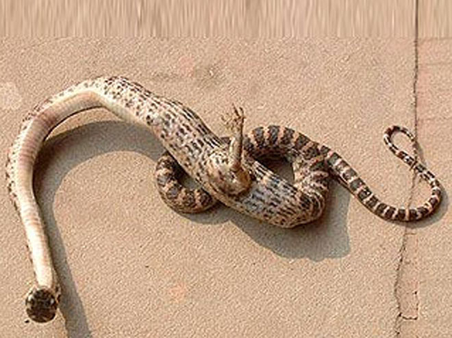 В Китае найдена змея-мутант с одной когтистой лапой посреди туловища