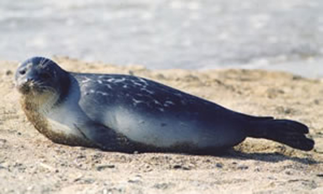 Caspian seals to be monitored by satellite