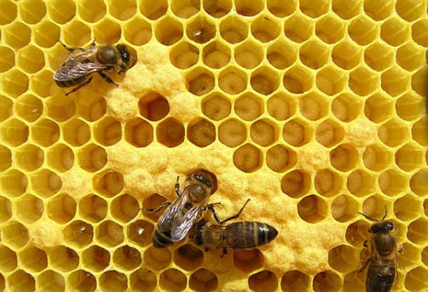 Azərbaycan alimlərindən ilk: Günəşdəki dəyişikliklər arıların məhsuldarlığına təsir göstərir