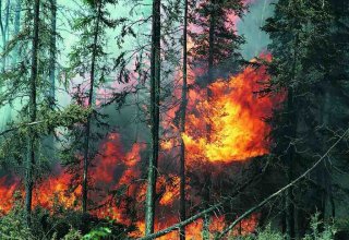 Жаркая и ветреная погода затрудняет тушение лесного пожара в Огузе - минэкологии