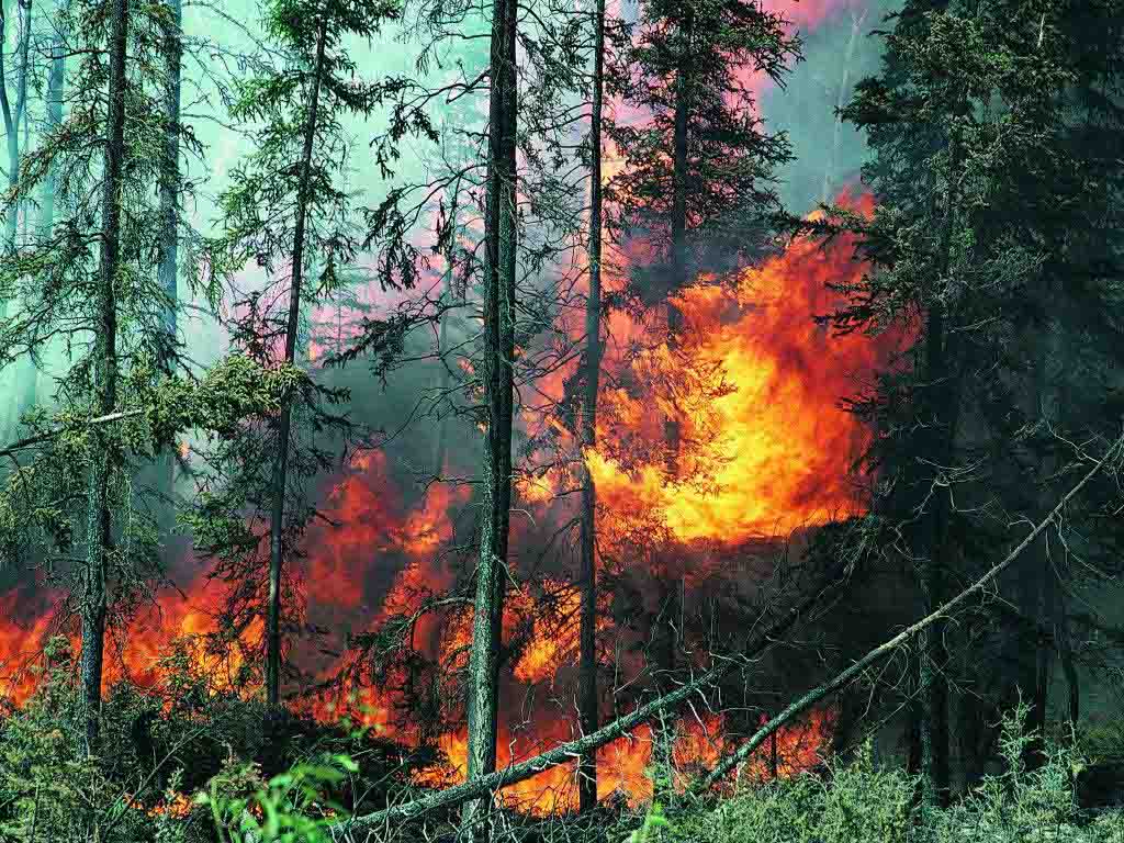 В Хачмазском районе горит лес