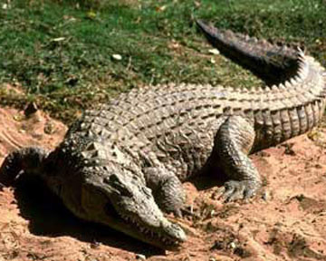 Спасатели на озере в Хакасии поймали почти двухметрового крокодила