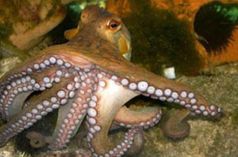 Octopus-predictor Paul's image offered as emblem of Spanish football