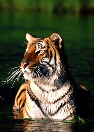 Chinese farmer imprisoned for fake tiger photos