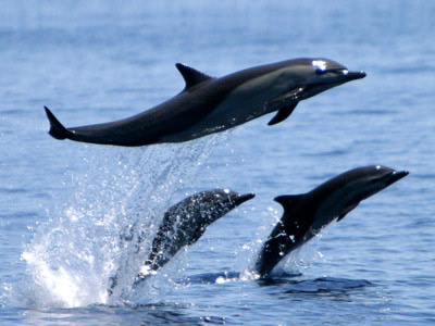 32 черных дельфина выбросились на берег в Новой Зеландии