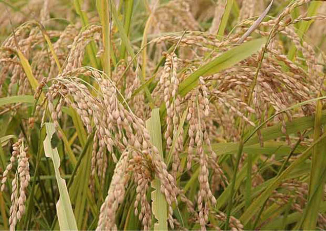 Climate change takes its toll on "miracle rice," institute says