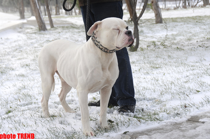 Snowfall in Baku (PHOTOSESSION)