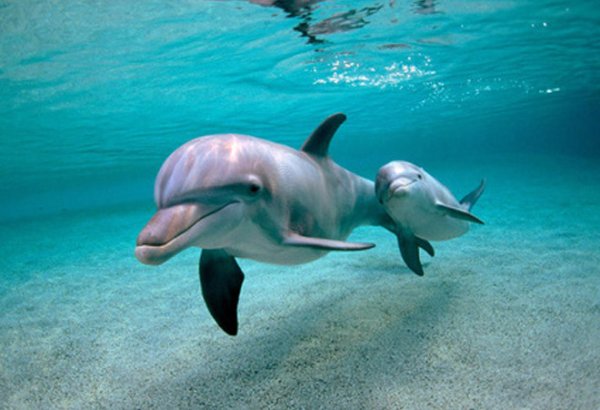 На Бали из отеля спасли дельфинов, которые жили в ужасных условиях