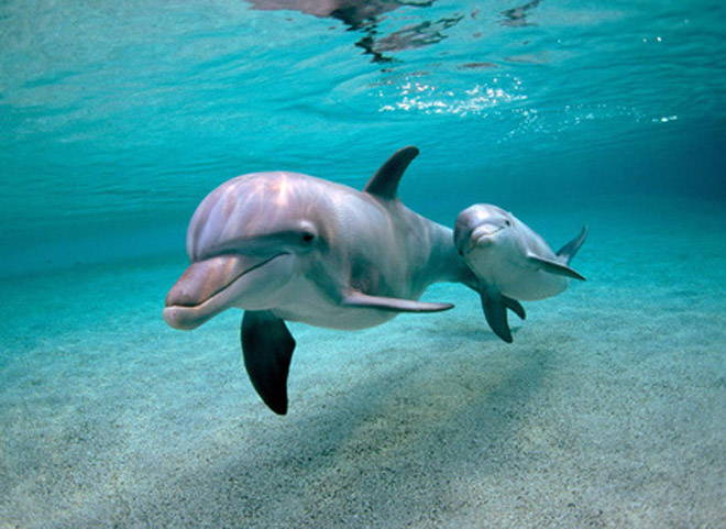 Экологи обнаружили 88 мертвых дельфинов в бухте возле Рио-де-Жанейро