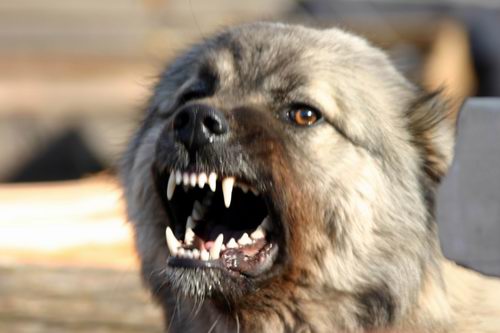 В Азербайджане появились смертельно опасные собаки