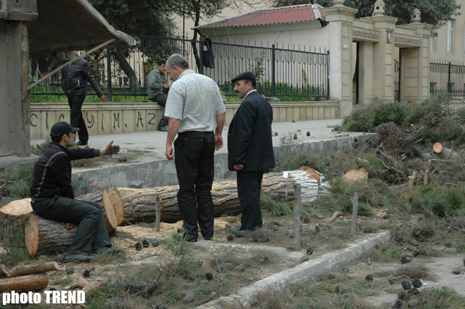 В Минэкологии Азербайджана поступило около сотни обращений в связи с аварийными деревьями