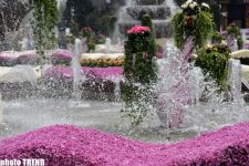 Baku hosts flower festival – PHOTO SESSION