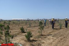 Azərbaycanda 8 milyon ağac əkilib - nazir (FOTO) - Gallery Thumbnail