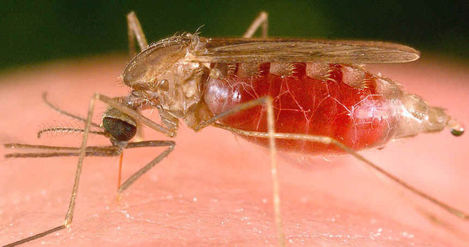 Cambodia prepares biggest handout of mosquito nets to beat malaria