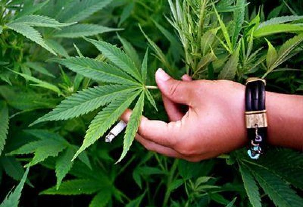 В Азербайджане выявлен факт выращивания наркосодержащего растения