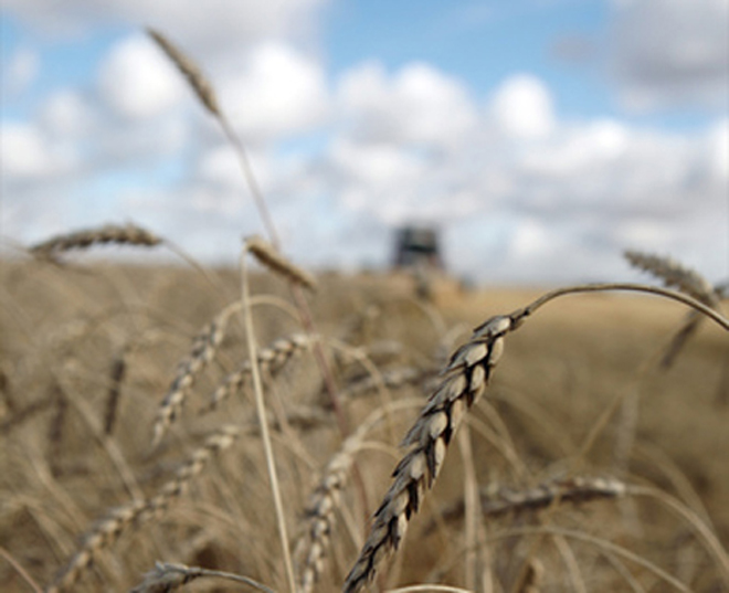 В Казахстане из–за засухи списано более 350 тысяч га зерновых культур