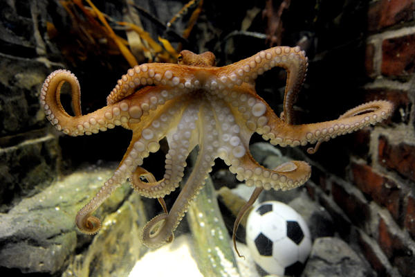 Successor to Paul the psychic octopus takes up role