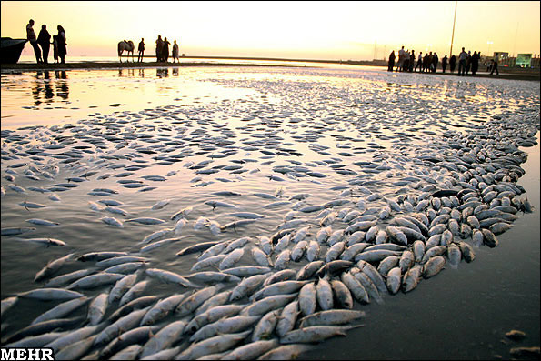 ‘Red tide’ kills 32 tons of sea animals in Iran