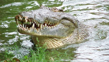 Zoologist says Philippine crocodile is the world’s largest
