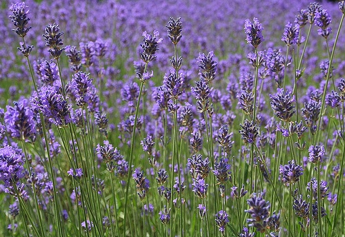 Israeli company eyes creating lavender plantations in Uzbek Namangan region