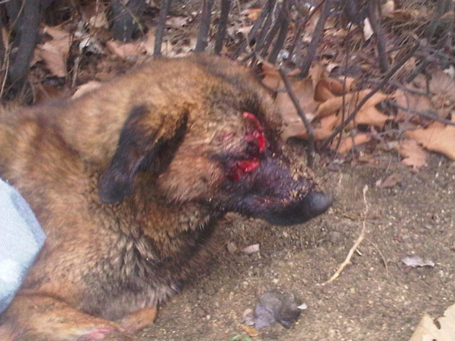 Из-за жесткого обращения с животными в Азербайджане можно будет попасть за решетку (фотосессия)