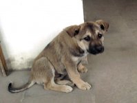 Из-за жесткого обращения с животными в Азербайджане можно будет попасть за решетку (фотосессия)
