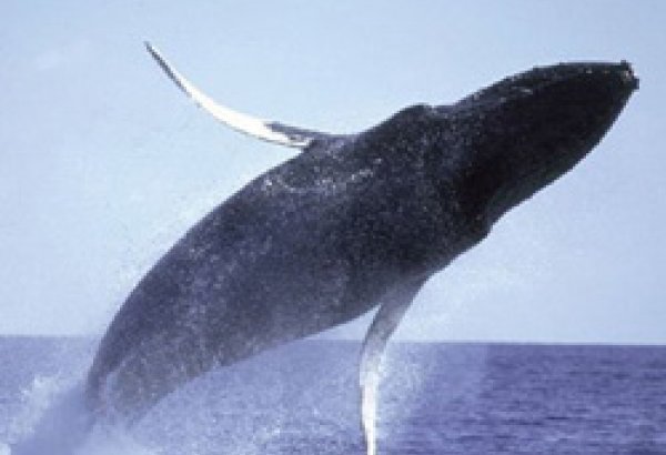 Yeni Zelandiyada 400-dən çox balina sahilə çıxıb