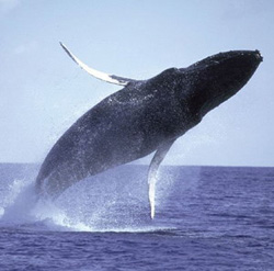 В Новой Зеландии 107 китов выбросились на берег