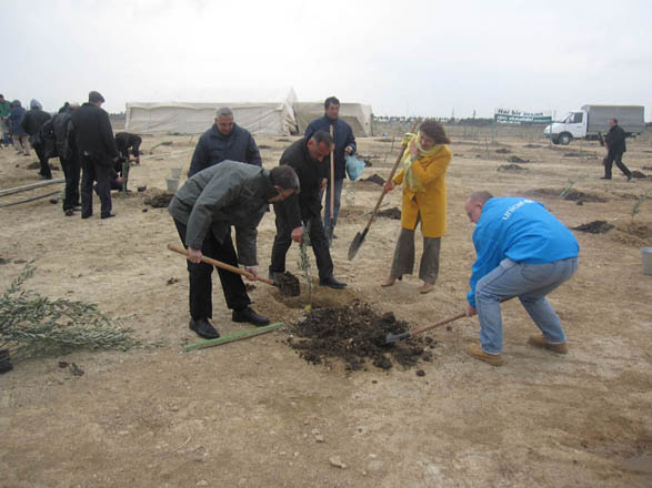 В Азербайджане в этом году на площади в 1 тыс. га будут посажены деревья - министр экологии (ФОТО)