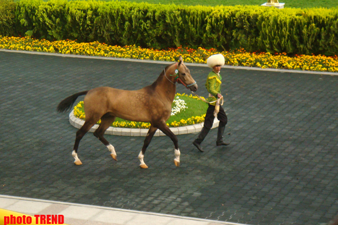 Turkmenistan chooses winner of Akhal-Teke horse competition (PHOTO)