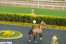 Turkmenistan chooses winner of Akhal-Teke horse competition (PHOTO) - Gallery Thumbnail