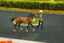 Turkmenistan chooses winner of Akhal-Teke horse competition (PHOTO) - Gallery Thumbnail