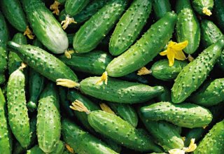Uzbekistan’s Tashkent region leads in cucumber export