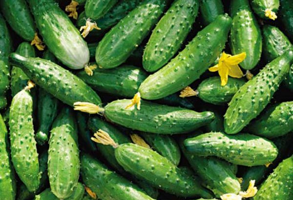 Uzbekistan’s Tashkent region leads in cucumber export