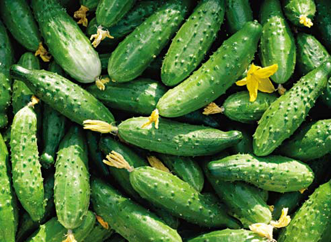 Report: 85 per cent of Germans eating cucumbers again