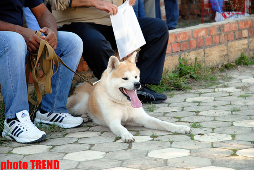 Международная выставка собак в Баку: чау-чау, японский хин, дого аргентино… (фотосессия)