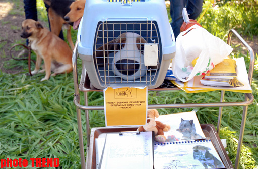 Международная выставка собак в Баку: чау-чау, японский хин, дого аргентино… (фотосессия)