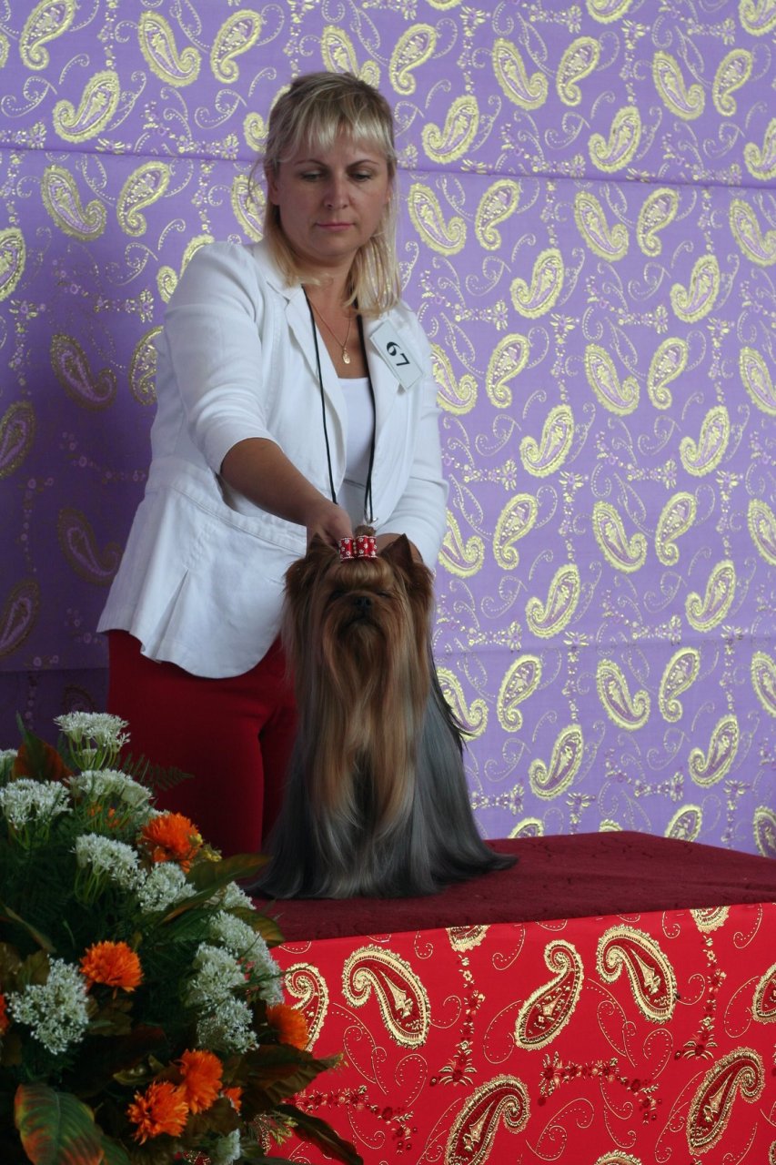 "Лучшая собака осени 2011" в Азербайджане – йоркширский терьер