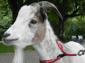 Похищенный талисман Швейцарской народной партии - козел Цоттель - найден живым и здоровым