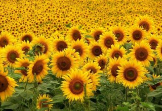 Azerbaijan sees increase in sunflower production