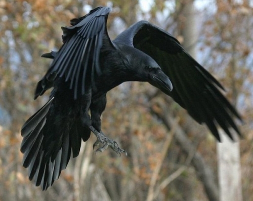 Диковинка в Бакинском зоопарке – говорящий черный ворон