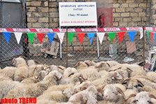 Места продажи баранов в Баку по низким ценам в праздник Гурбан (адреса, фотосессия)