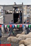 Места продажи баранов в Баку по низким ценам в праздник Гурбан (адреса, фотосессия)