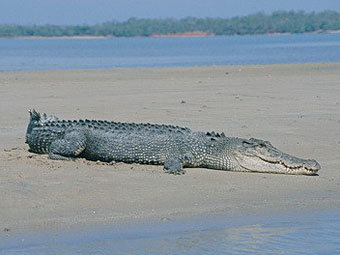 Крокодил загнал австралийских рыбаков на деревья