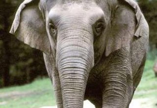 В Таиланде дикие слоны остановили и ограбили грузовики с фруктами