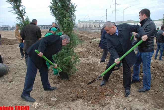 В Баку посадили 2012 деревьев (фото)