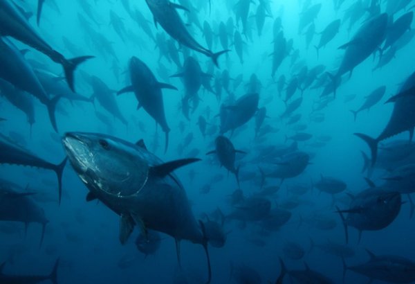 Azərbaycan sularında 9 balıq növünün nəsli tükənmək üzrədir