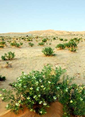 Две трети растений-галофитов в Туркменистане могут иметь промзначение