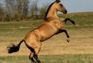 Horse-riding traditions in Azerbaijan